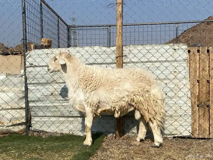 طلي حري صنف يقشع على الشرط مشروط 11