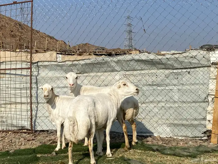 نعاج رفديات صنف مضاريع فحص سونار 11