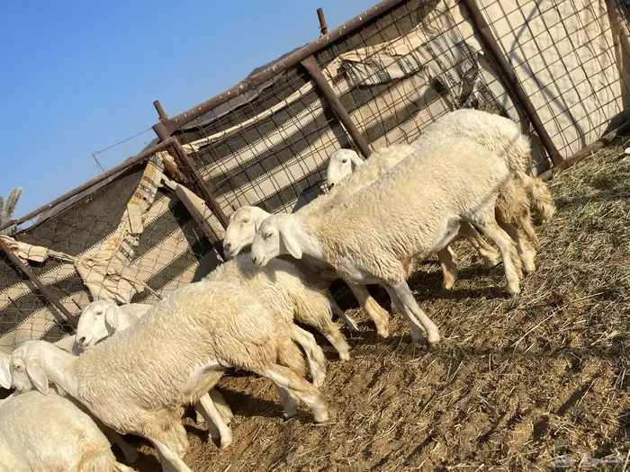 جذعات دفيع صنف الصنف 20