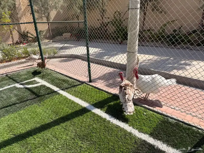 ديوك رومي عدد 4 للبيع في المزاحمية يوجد توصيل 4