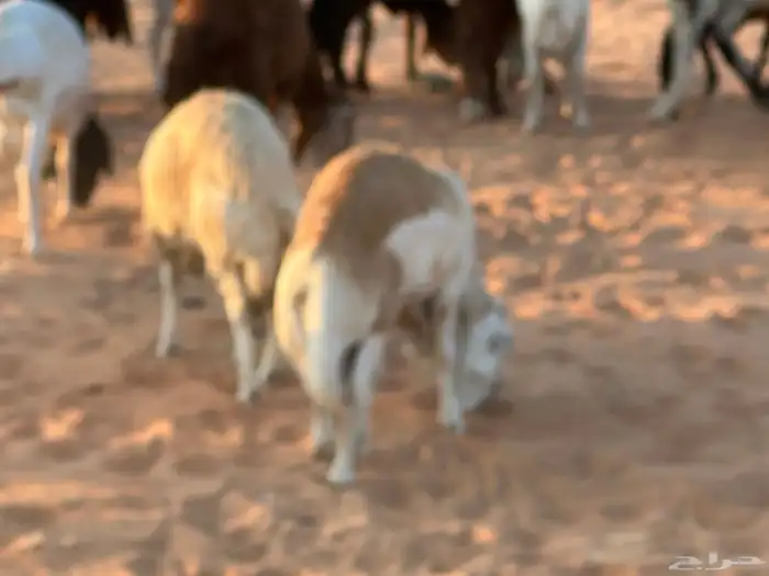 رفيد جذعان مرابي طب وتخير 4