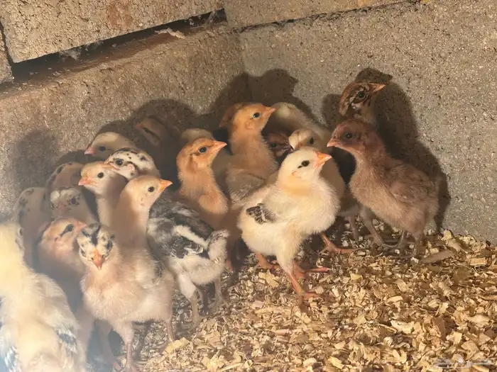 صيصان دجاج بلدي 0