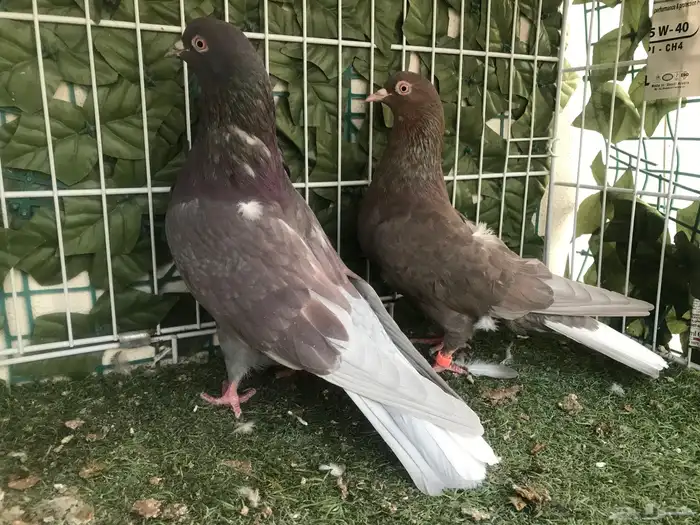 قطايف عرق الدمويات 35