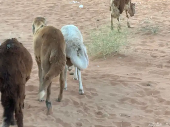 رفيد جذعان مرابي طب وتخير 21