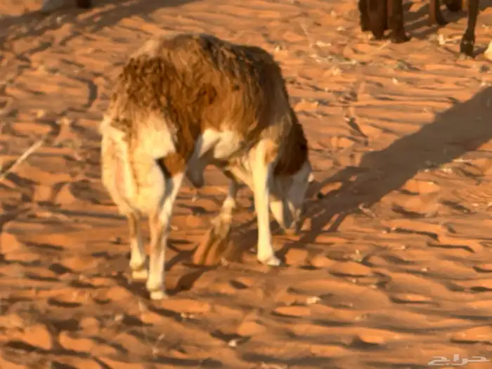 رفيد جذعان مرابي طب وتخير 41