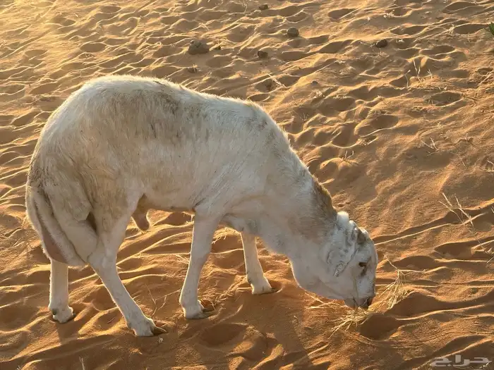 رفيد جذعان مرابي طب وتخير 5