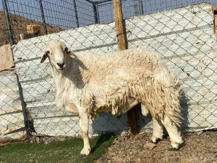 طلي حري صنف يقشع على الشرط مشروط 3