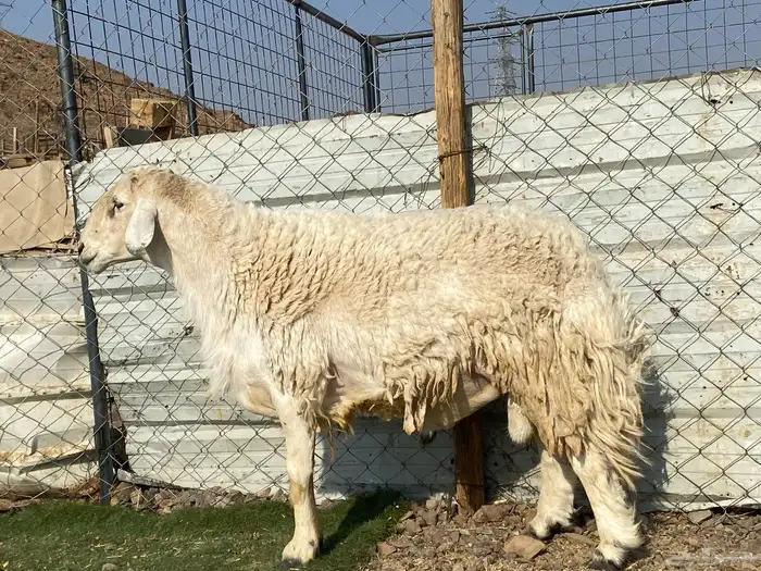 طلي حري صنف يقشع على الشرط مشروط 2