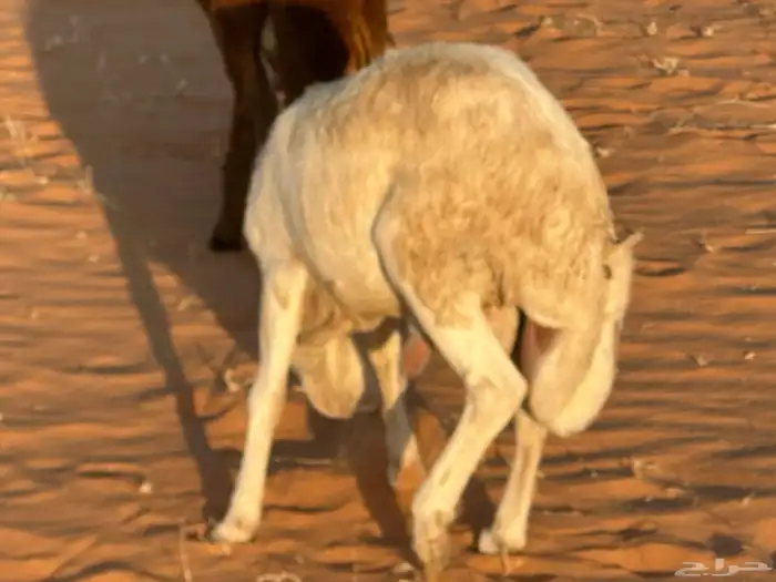 رفيد جذعان مرابي طب وتخير 46