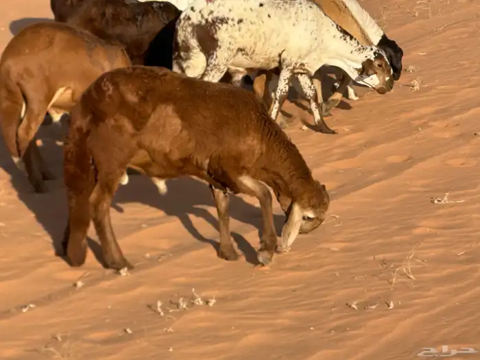 رفيد جذعان مرابي طب وتخير 59