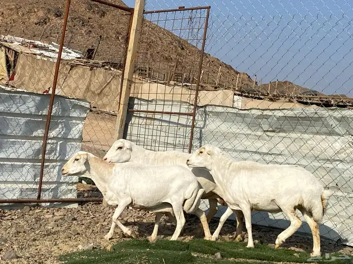 نعاج رفديات صنف مضاريع فحص سونار 0