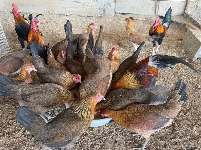 دجاج عربي اصيل فري ترثه 2