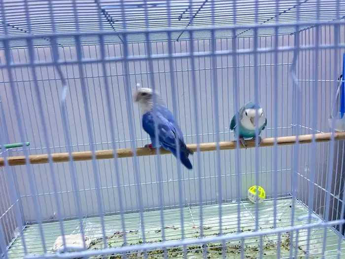 زوج روز   طقطق 1