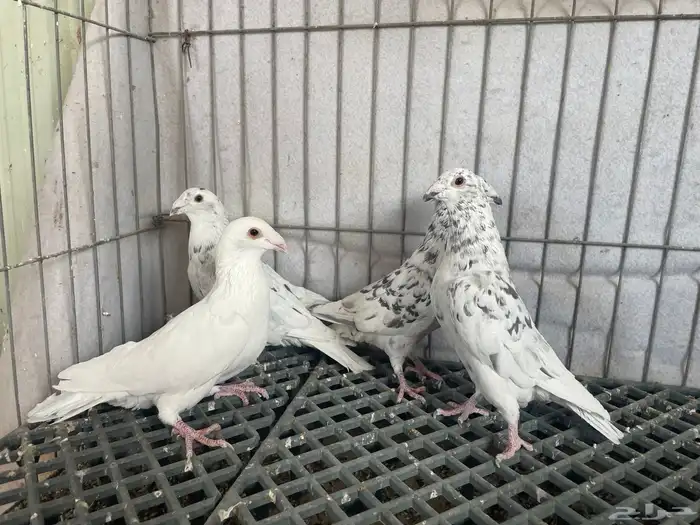 جوز زاجل انتاج له بعياله وذكور الموند 4