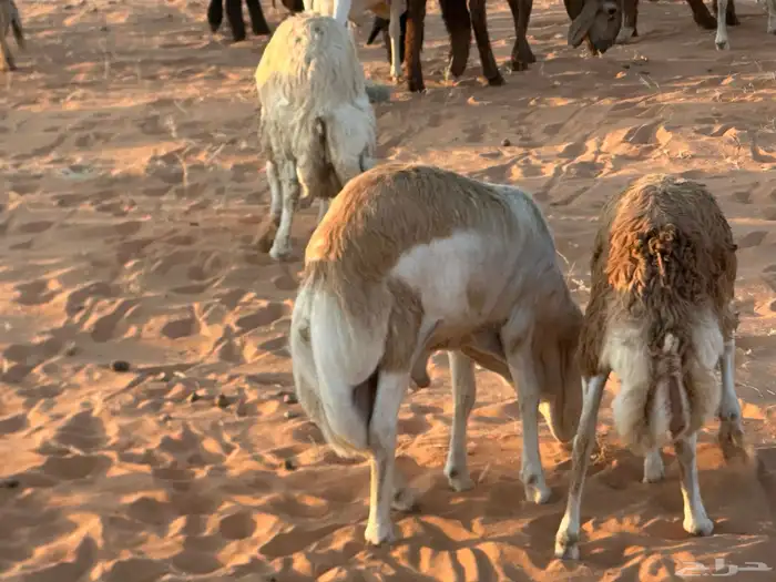 رفيد جذعان مرابي طب وتخير 0