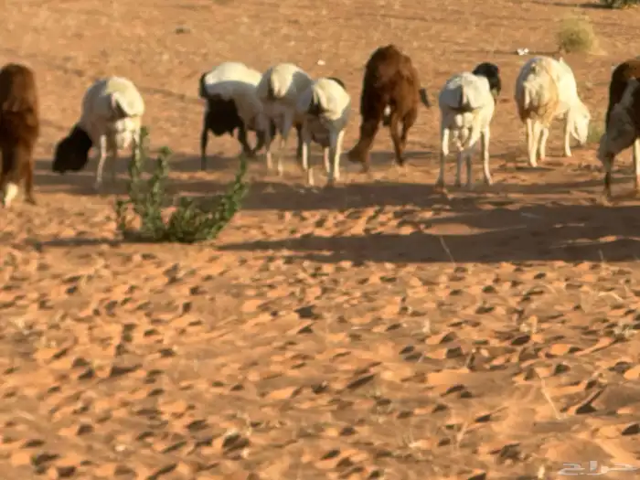 رفيد جذعان مرابي طب وتخير 79