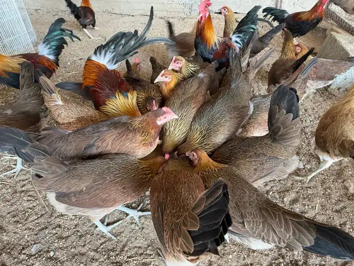 دجاج عربي اصيل فري ترثه 13