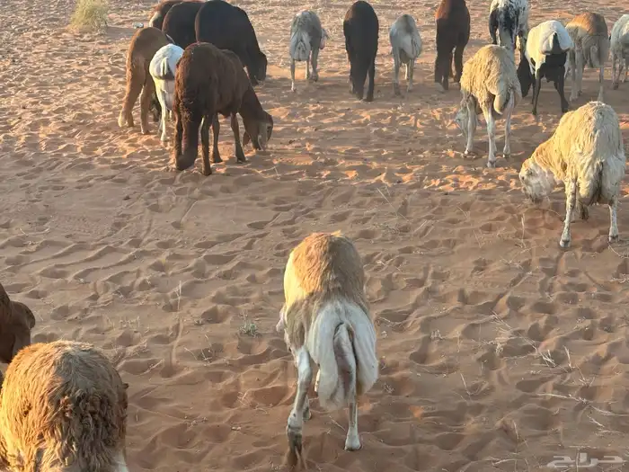 رفيديات جذعان 32