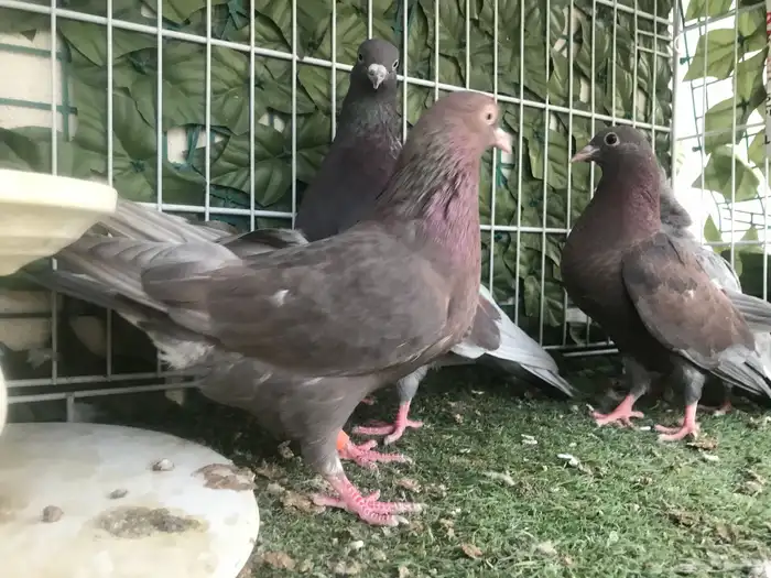 قطايف عرق الدمويات 21