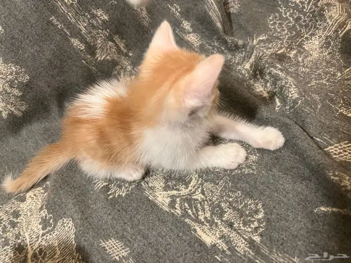 كتن شيرازي برتقالي واسود هجين برتش 8