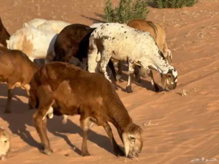 رفيد جذعان مرابي طب وتخير 61