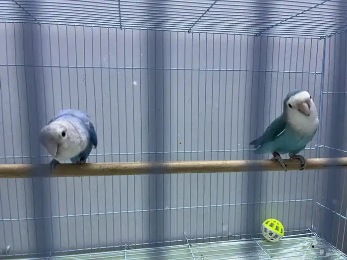 زوج روز   طقطق 4