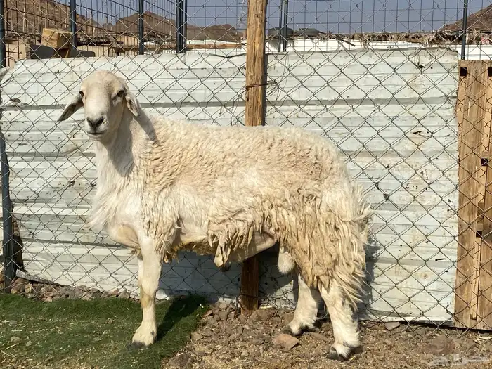 طلي حري صنف يقشع على الشرط مشروط 8