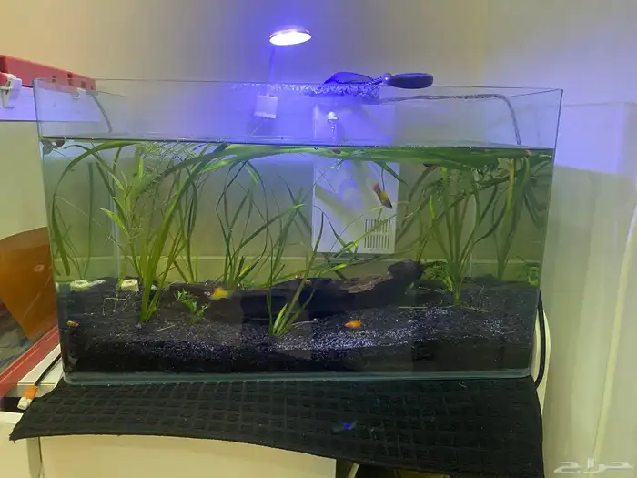 حوض سمك مزروع طبيعي 1