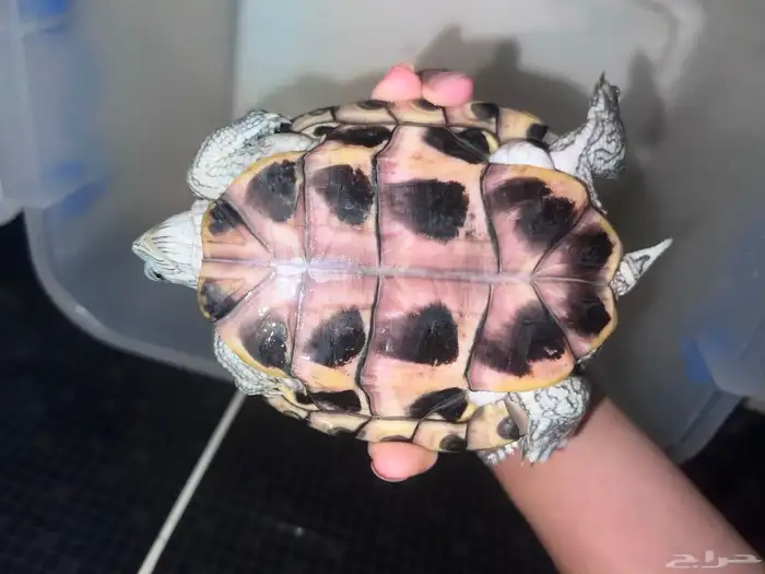 سلحفاه مائبه 2