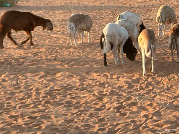 رفيديات جذعان 43