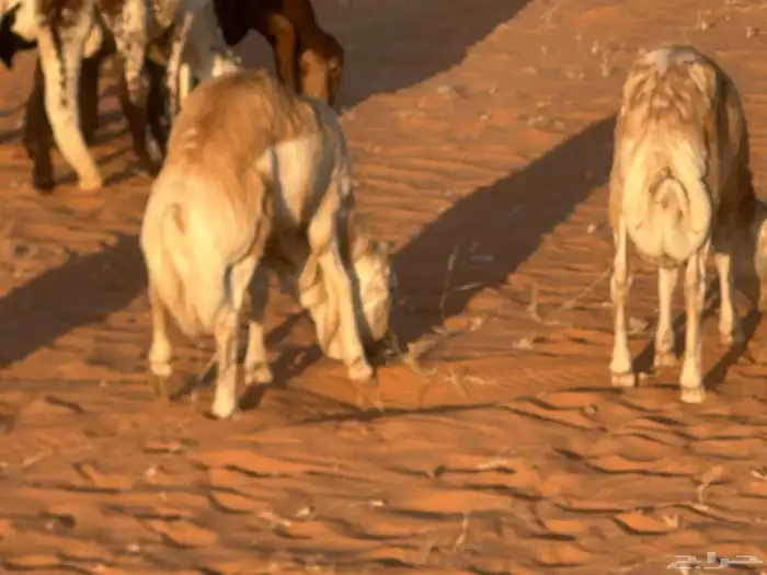 رفيد جذعان مرابي طب وتخير 42