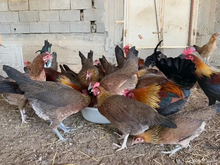 دجاج عربي اصيل فري ترثه 0