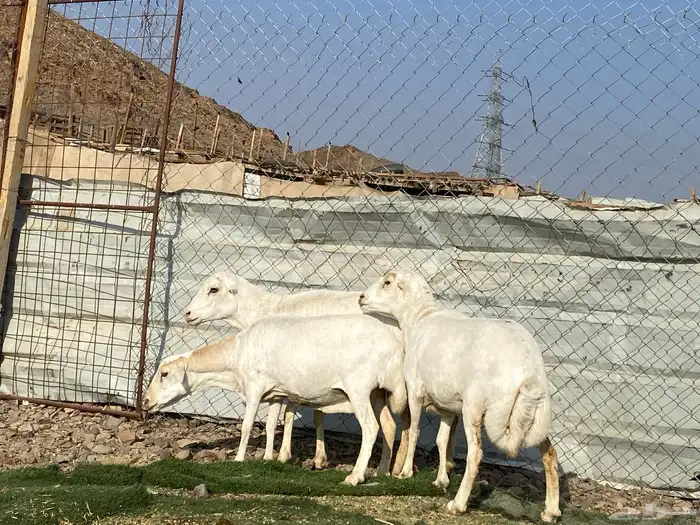 نعاج رفديات صنف مضاريع فحص سونار 1