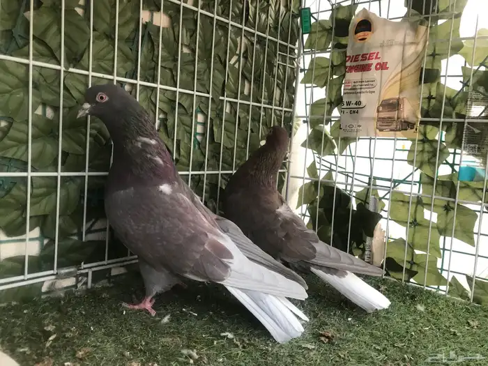 قطايف عرق الدمويات 34