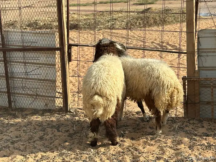 خرفان نعيم طيبات ( تم البيع ) 1