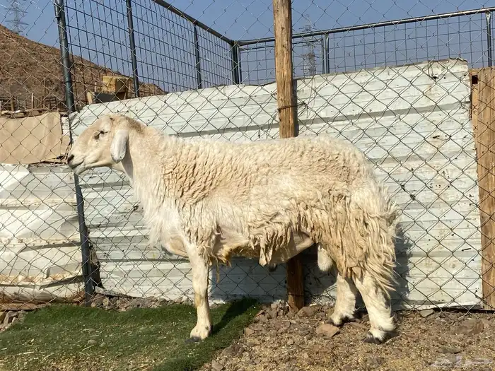 طلي حري صنف يقشع على الشرط مشروط 0