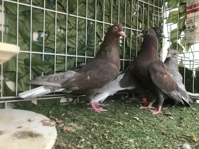 قطايف عرق الدمويات 13