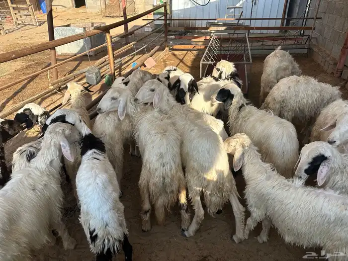 خرفان ورخال للبيع 2