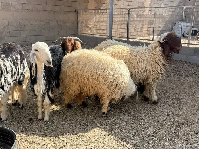 ذبايح طيبه للبيع 1