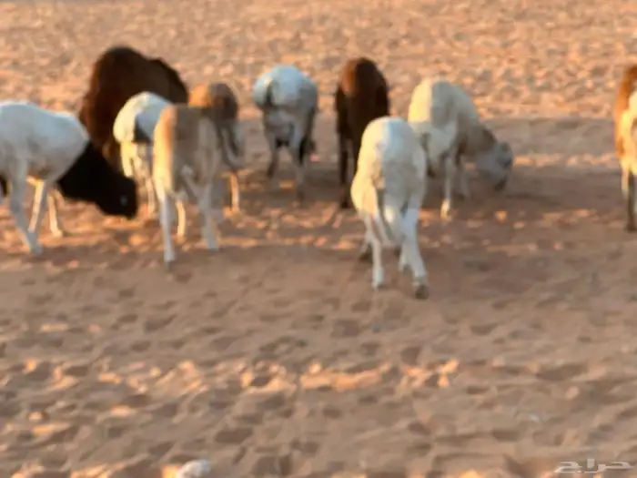 رفيديات جذعان 50