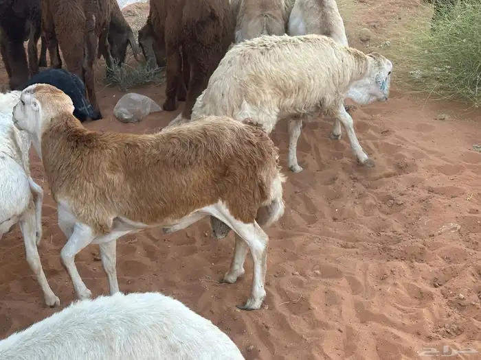 رفيد جذعان مرابي طب وتخير 25