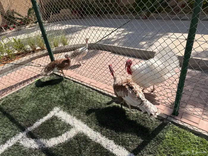 ديوك رومي عدد 4 للبيع في المزاحمية يوجد توصيل 2