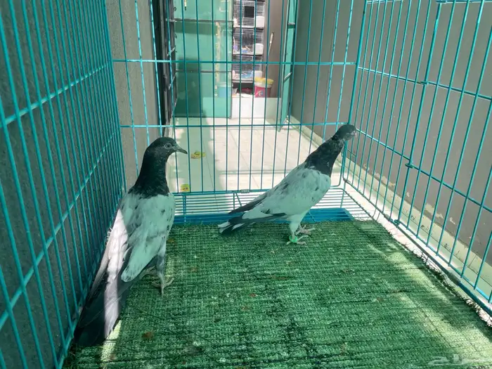 حمام باكستاني 4