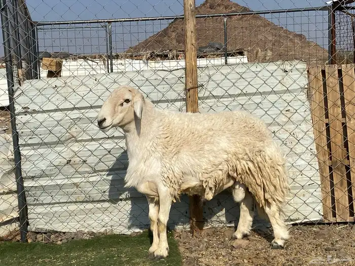 طلي حري صنف يقشع على الشرط مشروط 5