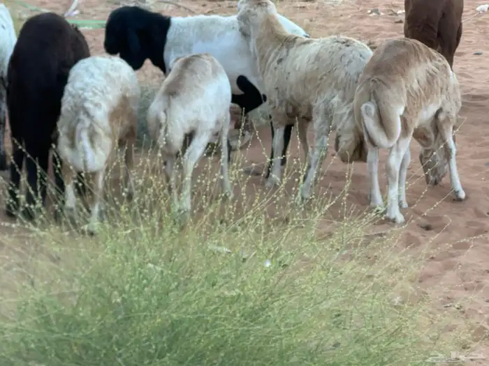 رفيد جذعان مرابي طب وتخير 22