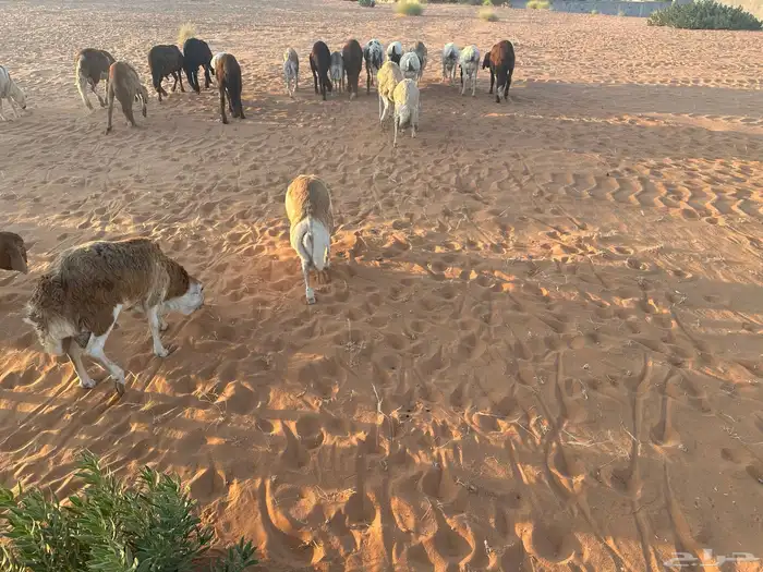 رفيديات جذعان 40