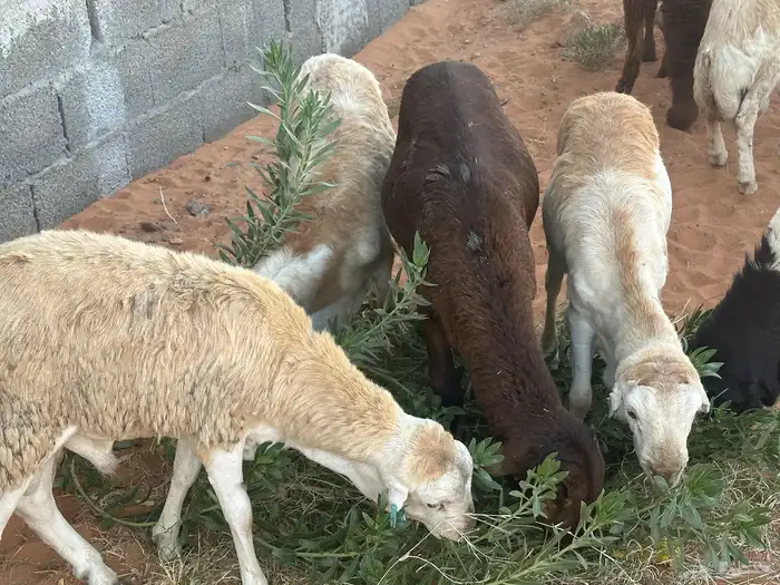 رفيديات جذعان 57