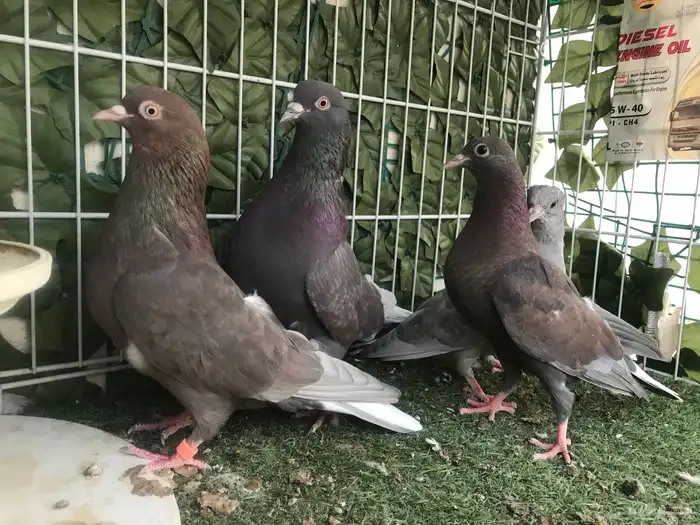 قطايف عرق الدمويات 9