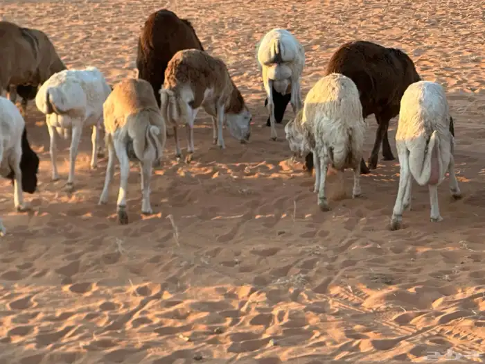 رفيد جذعان مرابي طب وتخير 17