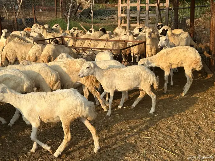 رخال رفيديات بلدي مقاني 4